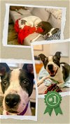 adoptable Dog in columbia, sc, SC named Bumpkin - Urgent