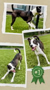 Bumpkin - Urgent - Photo 2