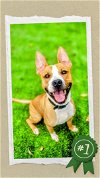 adoptable Dog in columbia, SC named Philip