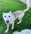 adoptable Dog in columbia, SC named Akira
