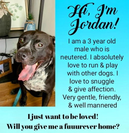 JORDAN - American Staffordshire Terrier / Black Labrador Retriever available for adoption