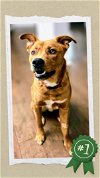 adoptable Dog in raleigh, NC named Young Cooper