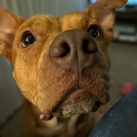 PENNY TN - American Staffordshire Terrier available for adoption