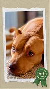 adoptable Dog in columbia, SC named Penny TN