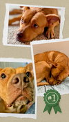 Penny TN - Photo 4