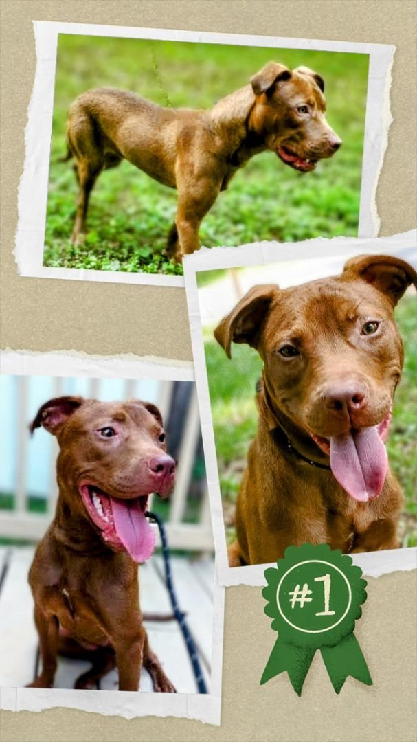 adoptable Dog in Columbia, SC named Penny SC - Urgent