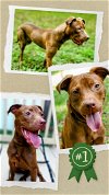 adoptable Dog in columbia, SC named Penny SC - Urgent