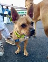 adoptable Dog in  named Mikey