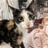 adoptable Cat in morrisville, IL named Rainbow