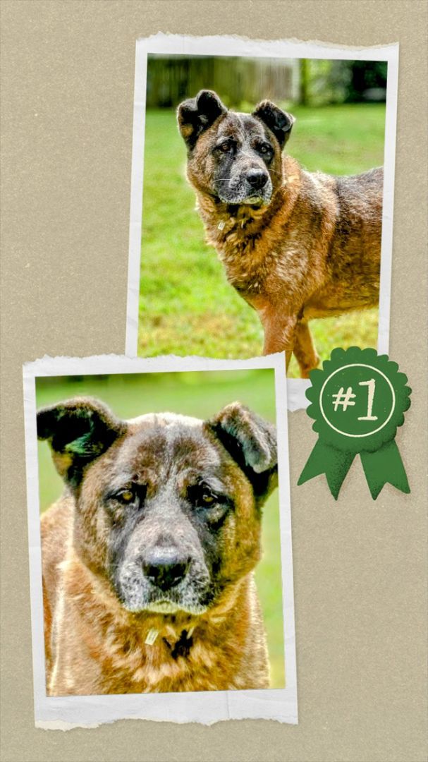 Dog adoption in Columbia, SC 29201 Akita / German Shepherd Dog / Mixed