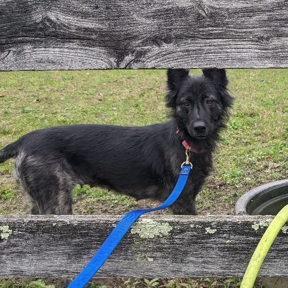 adoptable Dog in Columbia, SC named Francesca