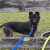 adoptable Dog in columbia, SC named Francesca