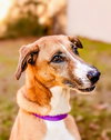 Piper - Photo 3