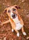 Piper - Photo 4