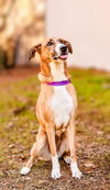 Piper - Photo 5