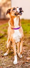 Piper - Photo 6