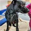 adoptable Dog in columbia, SC named Tip Toe