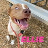 Ellie - Photo 8