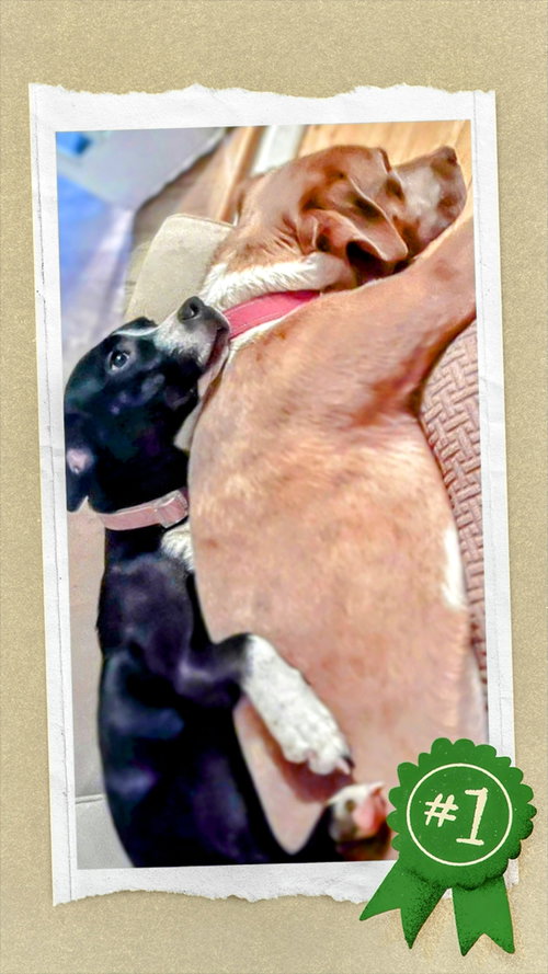 Ellie — thumbnail 4
