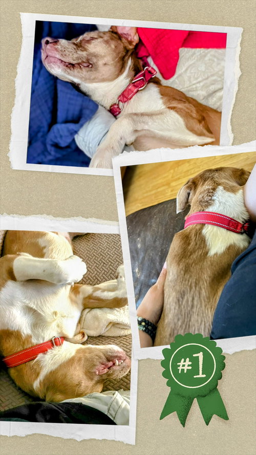 Ellie — thumbnail 3