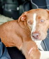 Ellie - Photo 2