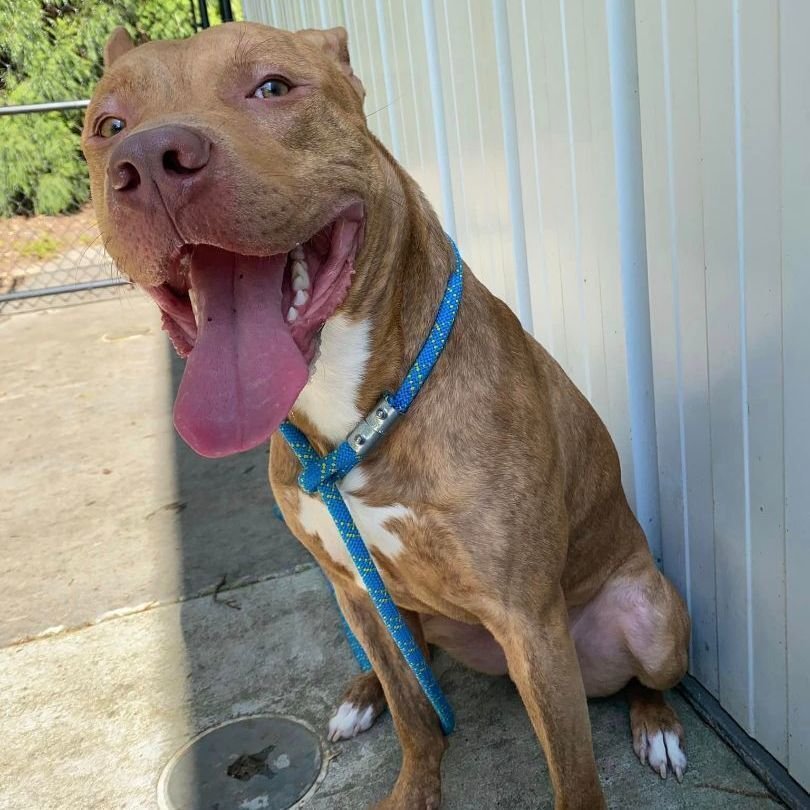 adoptable Dog in Columbia, SC named Urgent! Simba needs a  foster ASAP!