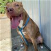 adoptable Dog in columbia, SC named Urgent! Simba needs a  foster ASAP!