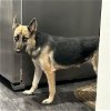 adoptable Dog in raleigh, NC named Iris - Urgent