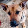 Mama Rosie - Urgent - Photo 2