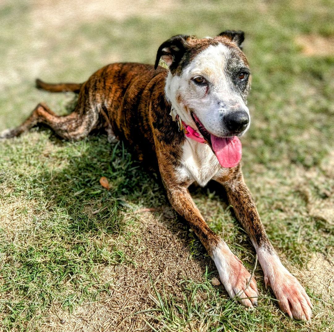 Dog adoption in Raleigh, NC 27608 Catahoula Leopard Dog / Terrier