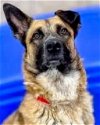 adoptable Dog in , SC named Sasha - Urgent