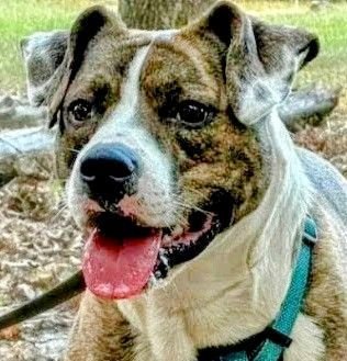 adoptable Dog in Columbia, SC named Bria