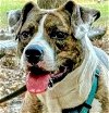 adoptable Dog in  named Bria