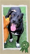 adoptable Dog in columbia, SC named Gracie