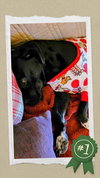 Gracie - Photo 3