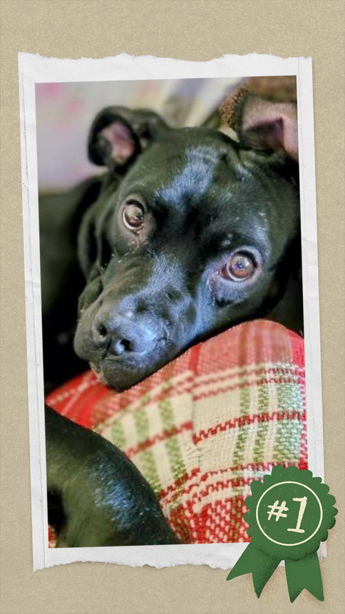 GRACIE - Labrador Retriever / Terrier available for adoption