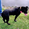 Gracie - Photo 4