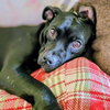Gracie - Photo 5