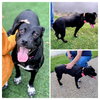 Gracie - Photo 6