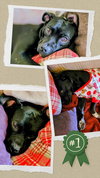 Gracie - Photo 7