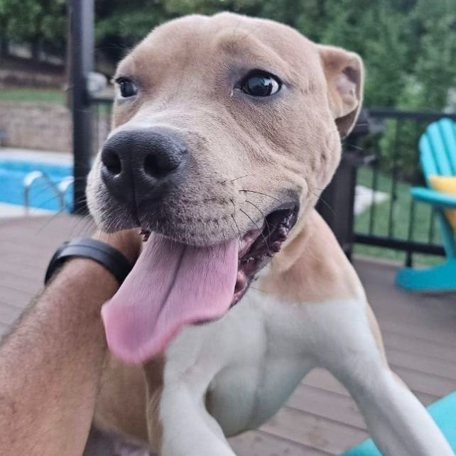 adoptable Dog in Columbia, SC named Boomer