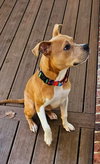 Boomer - Photo 3