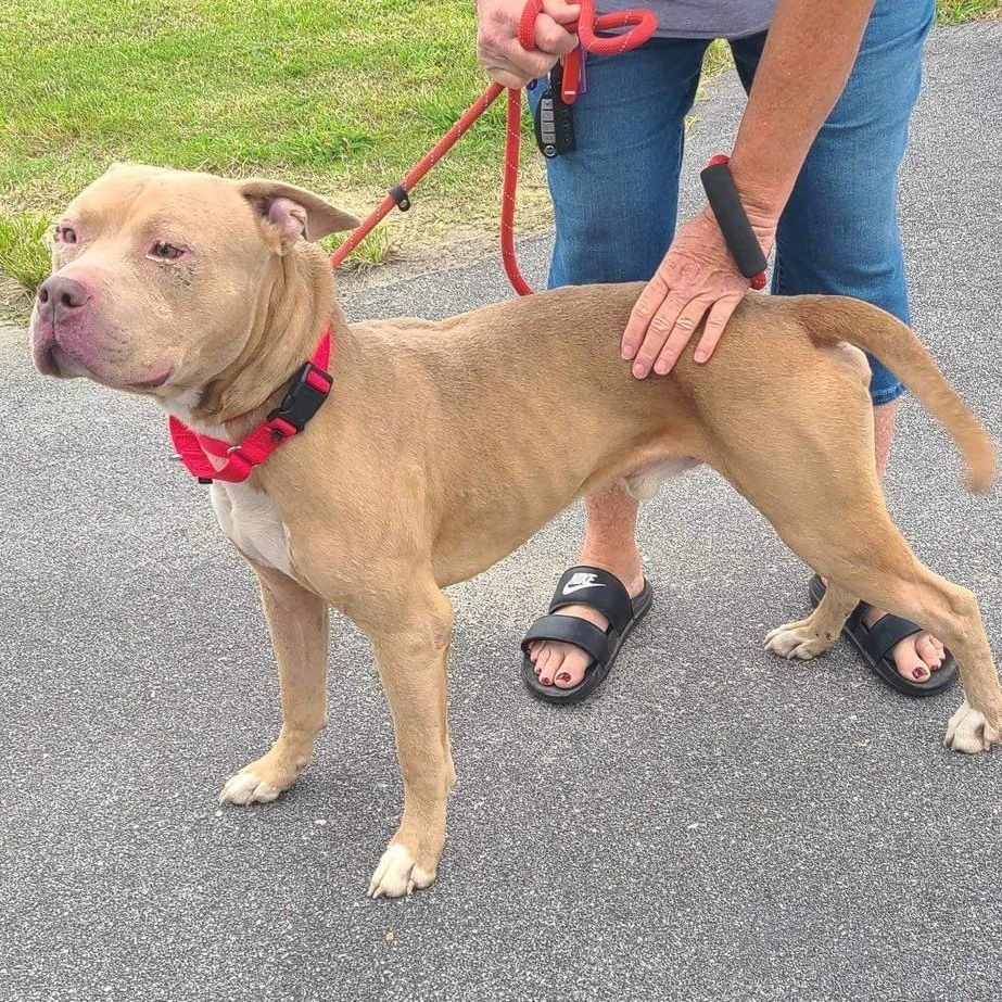 adoptable Dog in Raleigh, NC named Big Blockhead Medlin