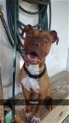 adoptable Dog in columbia, SC named Hooch