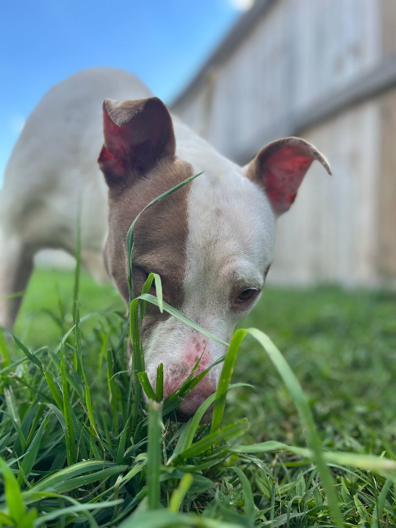Dog adoption in Raleigh, NC 27608 American Staffordshire Terrier