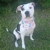 adoptable Dog in raleigh, , NC named Bridget
