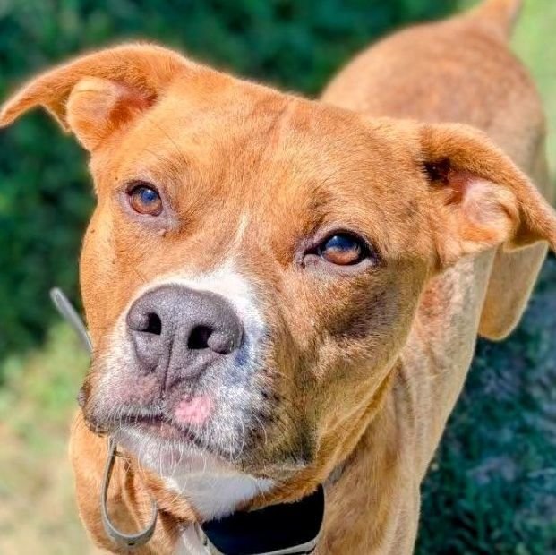 adoptable Dog in Raleigh, NC named Malachi