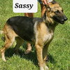 Sassy - Photo 2