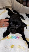 adoptable Dog in  named Gibby