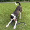 adoptable Dog in columbia, sc, SC named Charlie NC